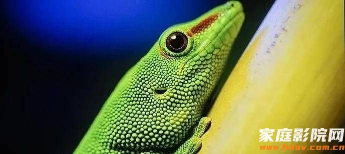 选购投影机容易忽略的重要参数,色深8bit、10bit和12bit有啥区别?(图2) 选购投影机容易忽略的重要参数,色深8bit、10bit和12bit有啥区别?(图2)