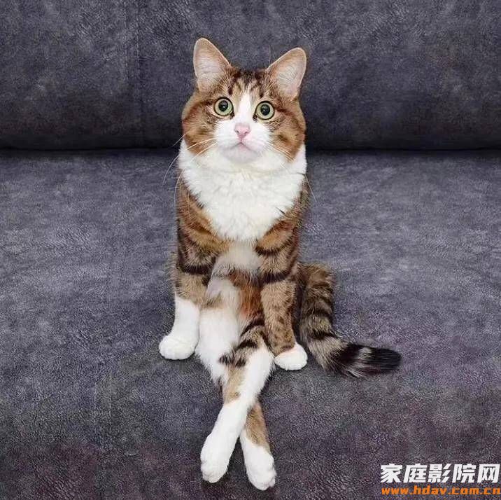 如何正确选购家庭影院投影仪?避坑注意事项(图2) 文章配图-2