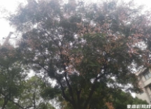 <strong>有窗的房间能装家庭影院吗?藏在别墅二楼的7.2.4全景声影音室 </strong>